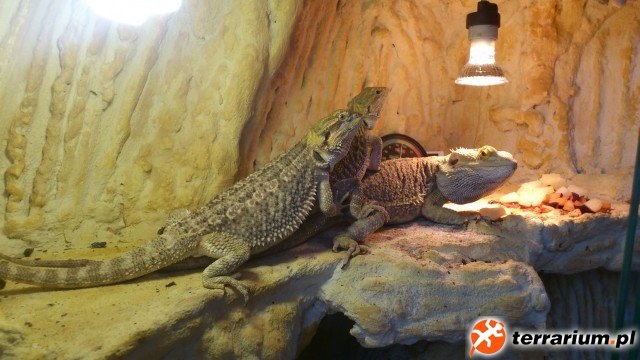 Zdjecia Agama (2)