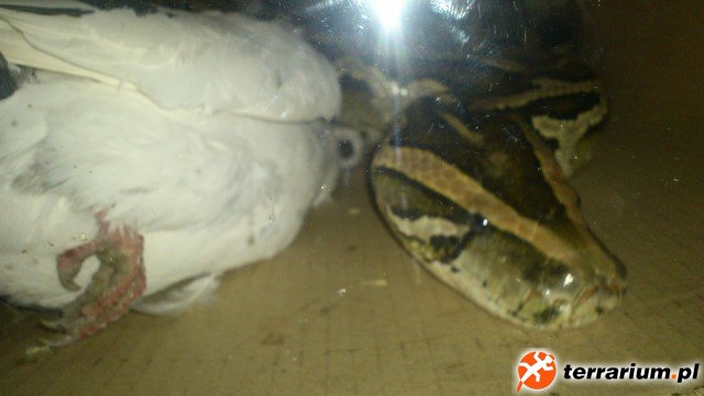 Pytony tygrysie (8)
