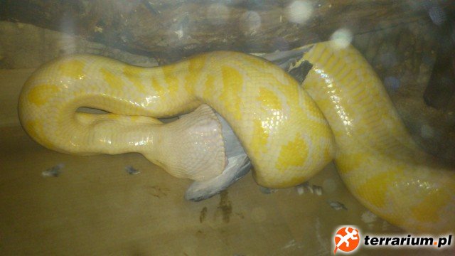 Pytony tygrysie (7)