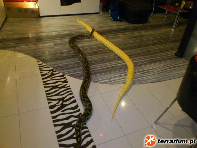 Pytony tygrysie (16)