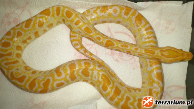 Pytony tygrysie (2)