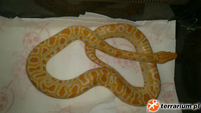 Pytony tygrysie (1)
