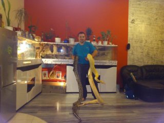 Pytony tygrysie (18) Pytony tygrysie (18)