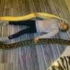 Pytony tygrysie (17)