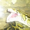 Pytony tygrysie (6)