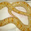 Pytony tygrysie (2)