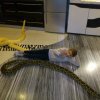 Pytony tygrysie (21)