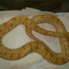 Pytony tygrysie (1)