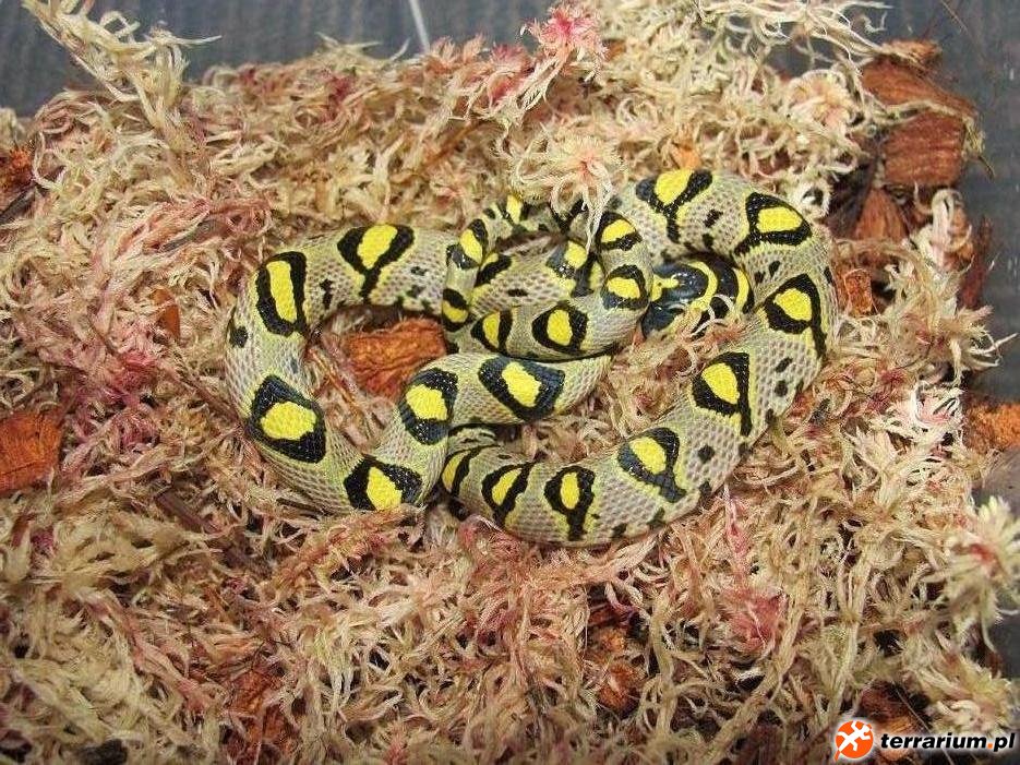Euprepiophis mandarinus