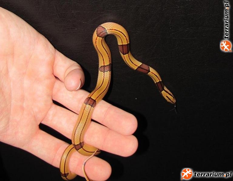 Oreocryptophis porphyraceus vailantii