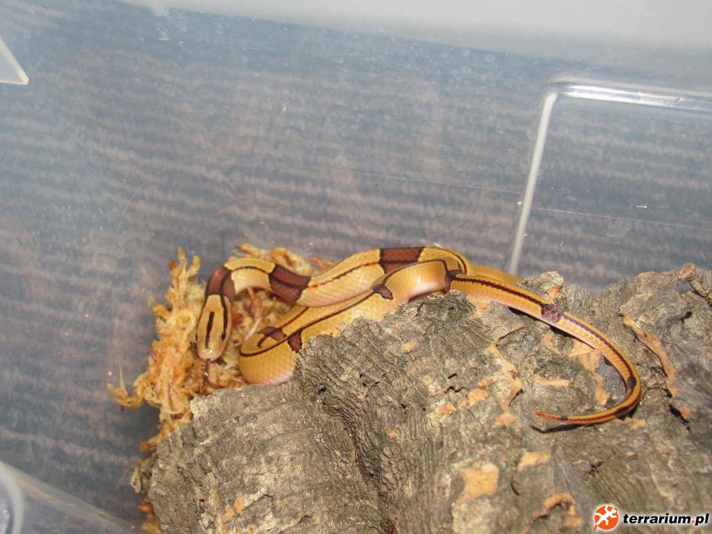 Oreocryptophis porphyraceus vailantii