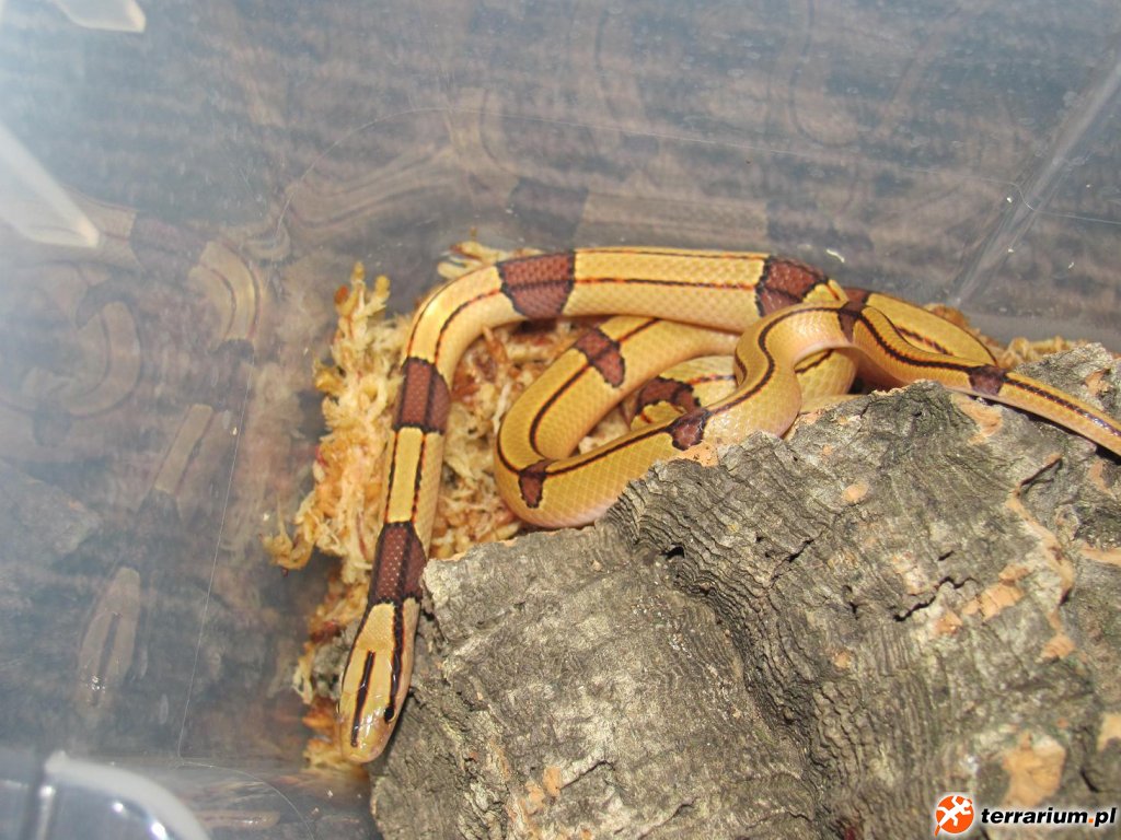 Oreocryptophis porphyraceus vailantii