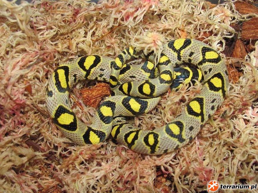Euprepiophis mandarinus