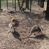 Zoo Opole