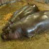Zoo Opole