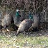 Zoo Opole