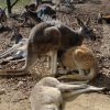 Zoo Opole