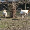 Zoo Opole