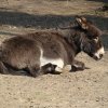Zoo Opole