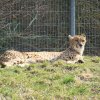 Zoo Opole