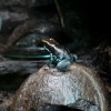 Zoo Opole