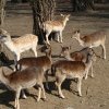 Zoo Opole