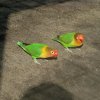 Zoo Opole