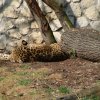 Zoo Opole