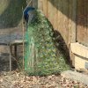 Zoo Opole