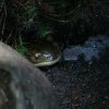 Zoo Opole