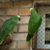Zoo Opole