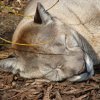 Zoo Opole