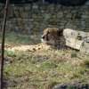 Zoo Opole