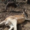 Zoo Opole