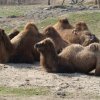 Zoo Opole