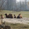 Zoo Opole