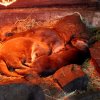 Zoo Opole