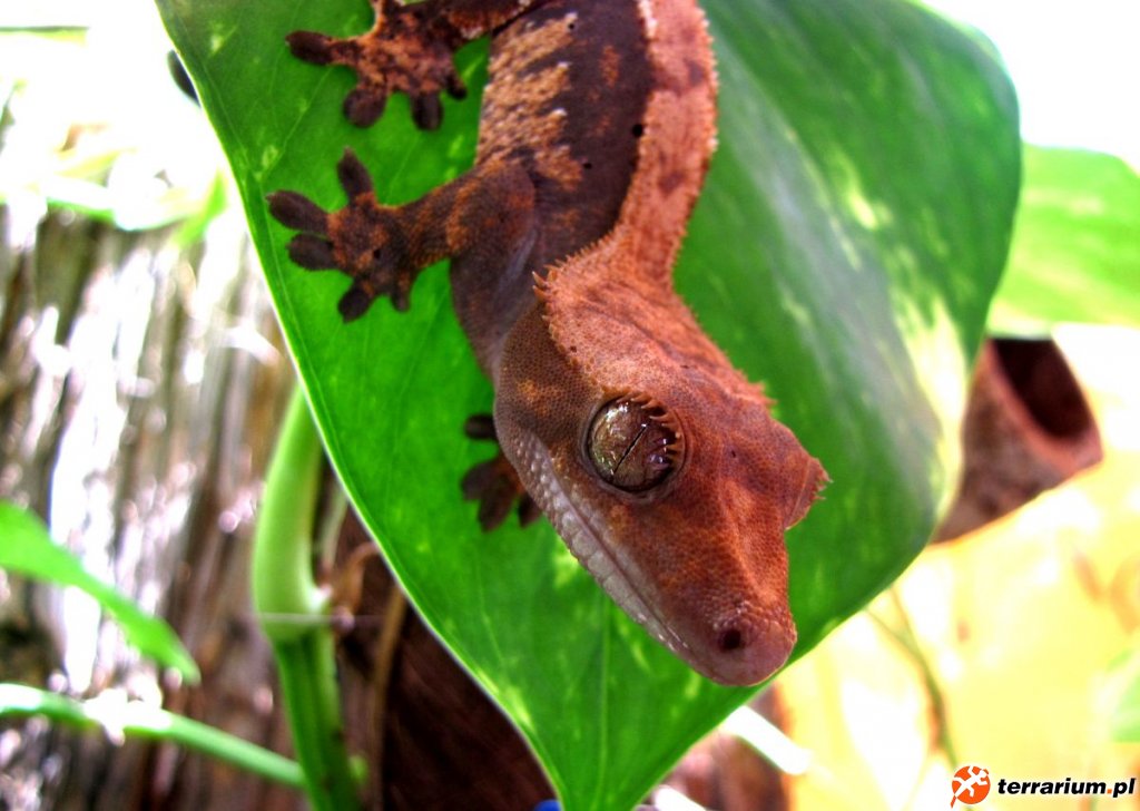 R. Ciliatus