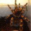 Brachypelma smithi