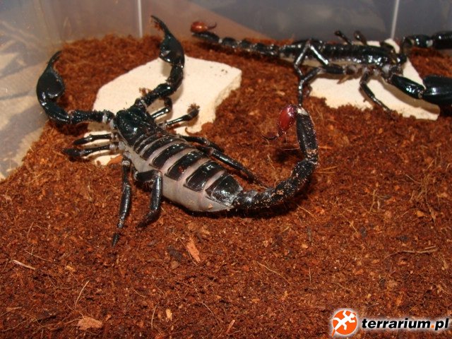 Heterometrus spinifer