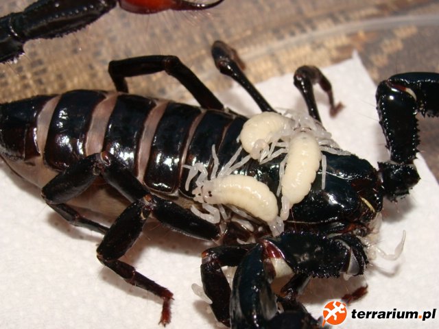 Heterometrus spinifer