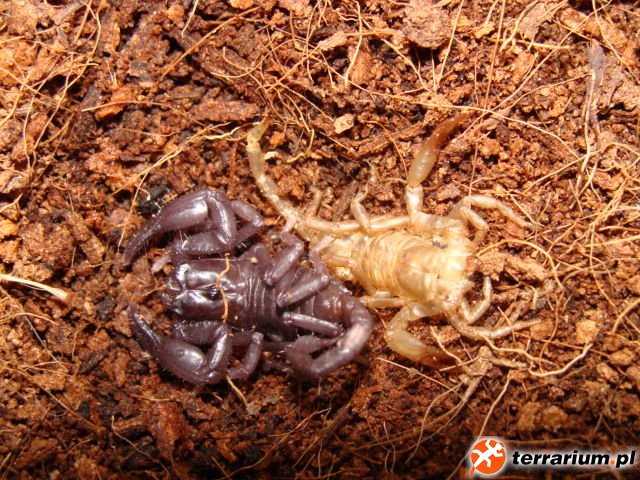 Heterometrus spinifer