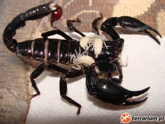 Heterometrus spinifer
