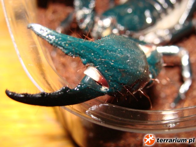 Heterometrus spinifer