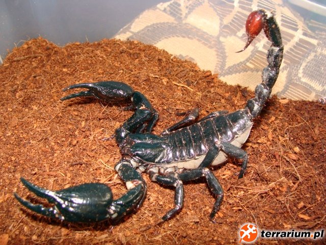 Heterometrus spinifer