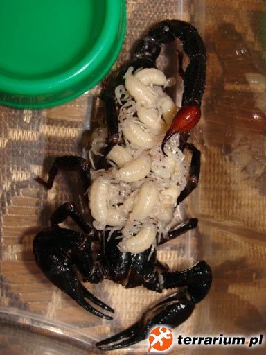Heterometrus spinifer