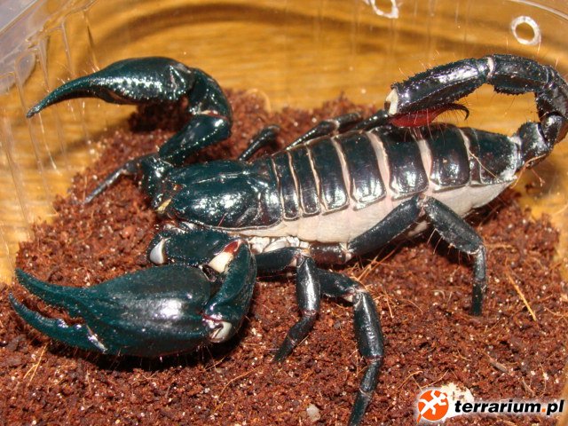 Heterometrus spinifer