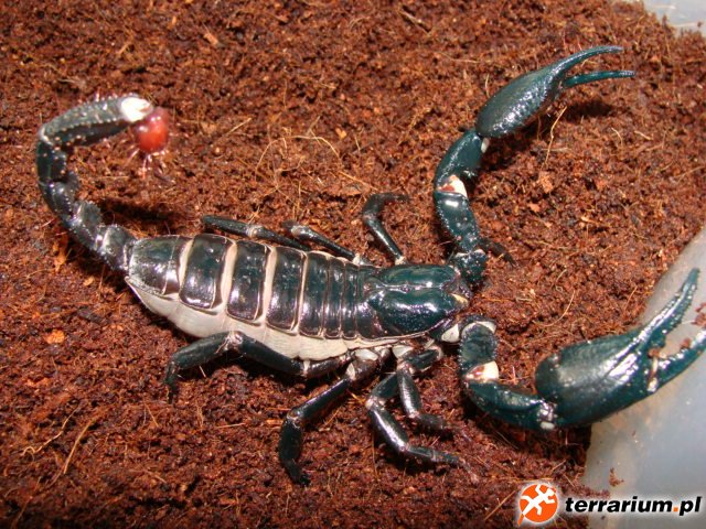 Heterometrus spinifer