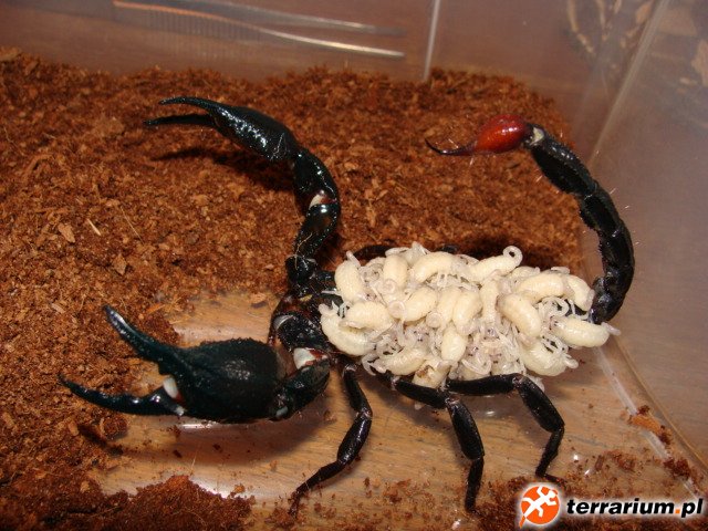 Heterometrus spinifer