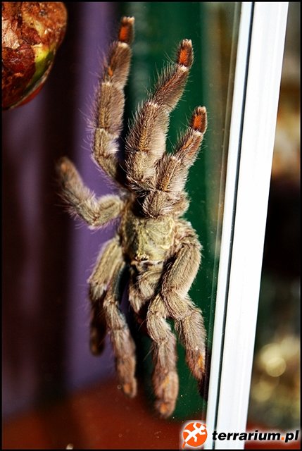 P.cambridgei #2